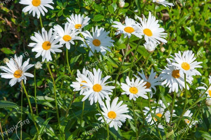 Daisy Daisies Flowers Pretty White