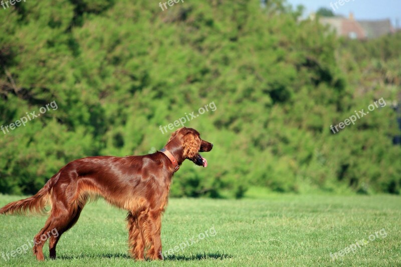 Irish Setter Red Setter Setter Dog Canine