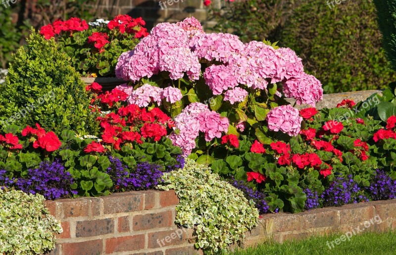 Wall Flowers Flowers Geraniums Hydrangeas Hydrangea