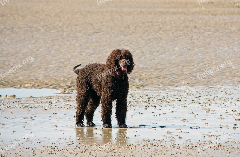 Dog Labradoodle Brown Beach Sand