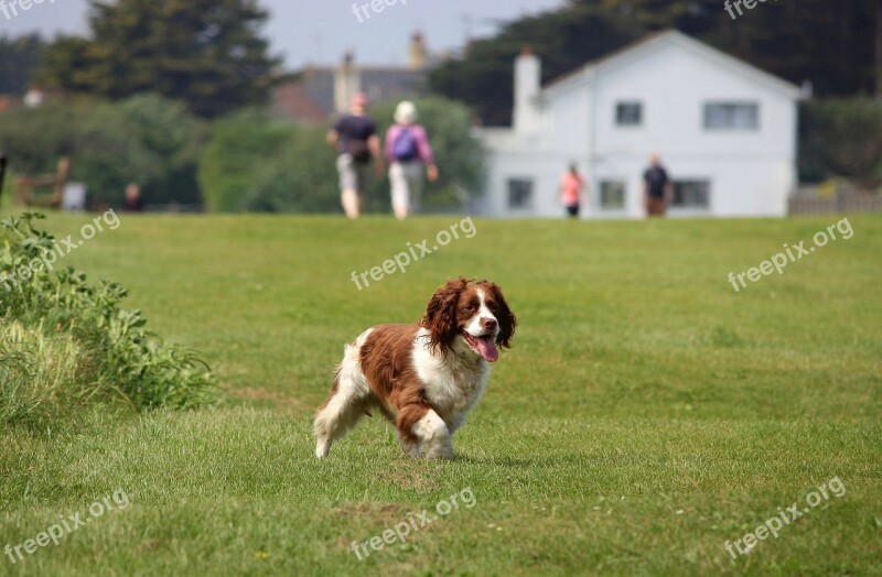 Springer Spaniel English Springer Spaniel Springer Spaniel Dog