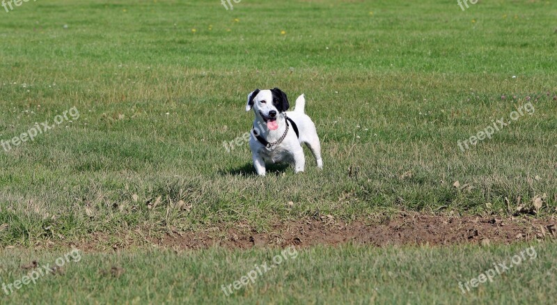 Jack Russell Jack Russell Terrier Terrier Dog Canine