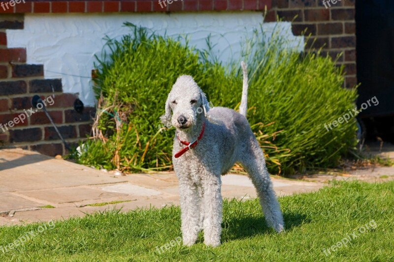 Bedlington Terrier Bedlington Terrier Dog Canine