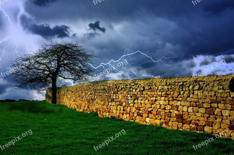 Tree Storm Sky Lightning Rain