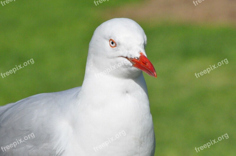 Seagull Bird Feathers Wildlife Nature