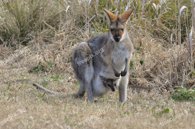 Kangaroo Wallaby Pouch Joey Wildlife