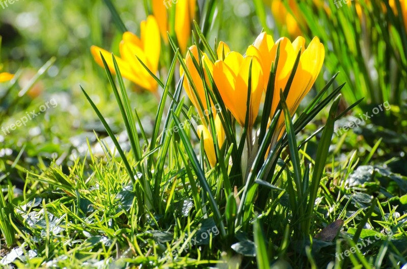 Flowers Flower Plants Nature Macro