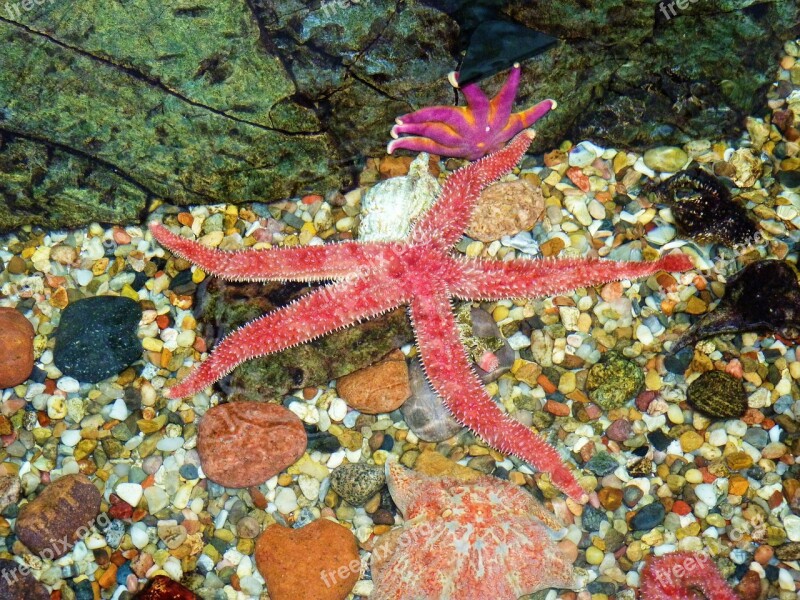 Pretty Starfish Water Aquarium Ocean