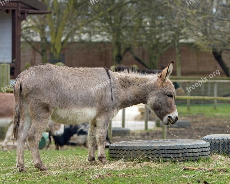 Donkey Animal Mammal Standing Field