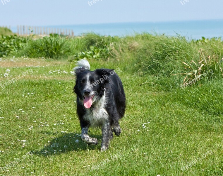 Collie Dog Border Collie Canine Pet