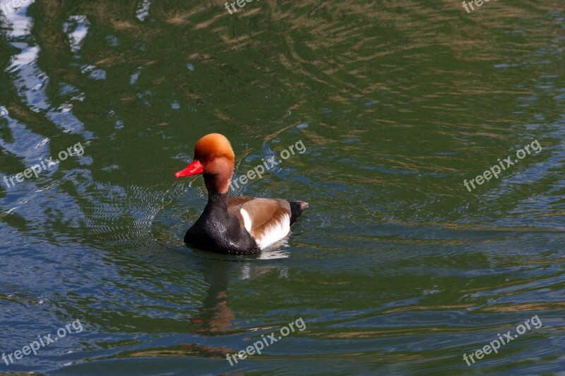 Pochard Red Headed Pochard Duck Bird Swimming