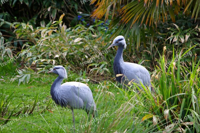 Crane Cranes Blue Crane Bird Animal