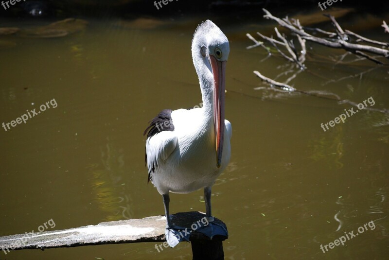 Pelican Bird Wild Life Lake Australia