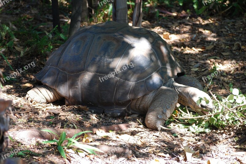 Tortoise Nature Wildlife Zoo Melbourne