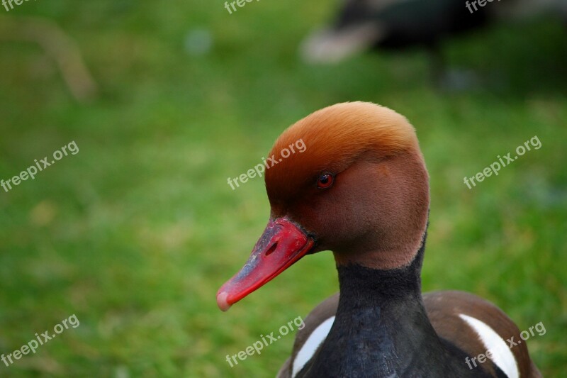 Pochard Red Headed Pochard Duck Bird Portrait