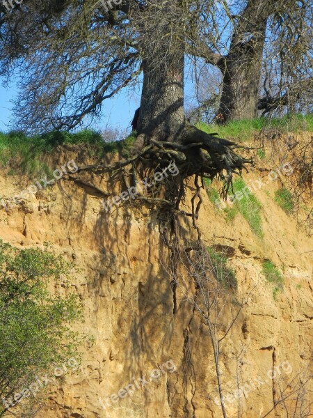 Tree Roots Erosion Cliff Bluff