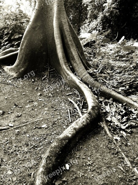 Tree Tropical Root Forest Rainforest