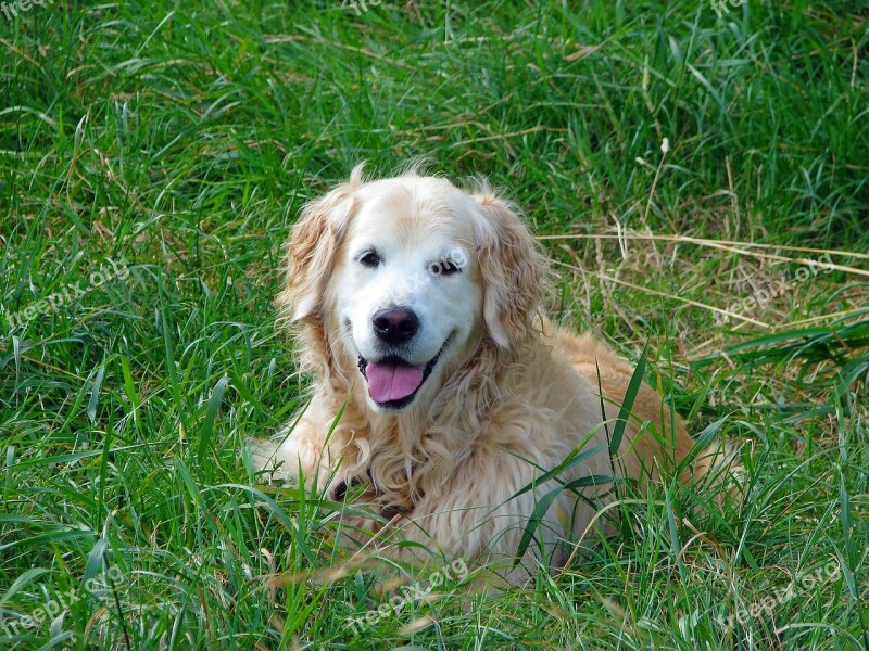 Golden Retriever Dog Retriever Canine Pet