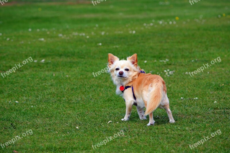 Long-haired Chihuahua Chihuahua Dog Canine Pet