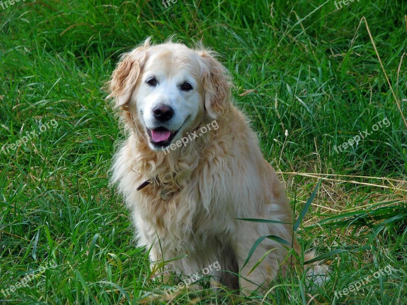 Golden Retriever Dog Retriever Canine Pet