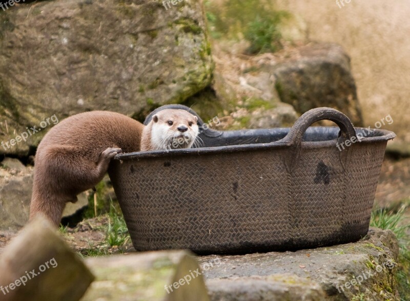 Otter Animal Mammal Cute Nature