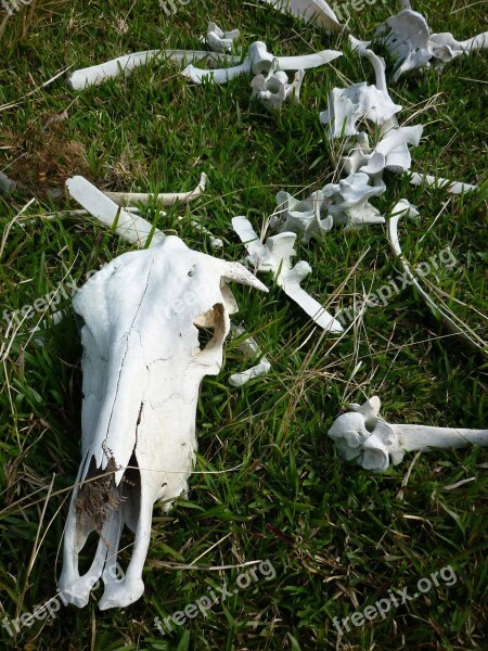 Skeleton Skull Cow Death Farm