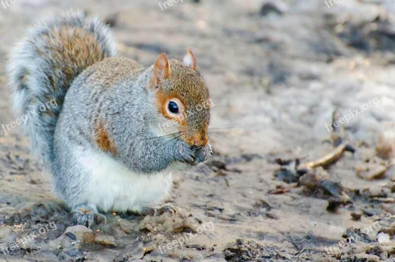 Animal Brown Creature Cute Fur