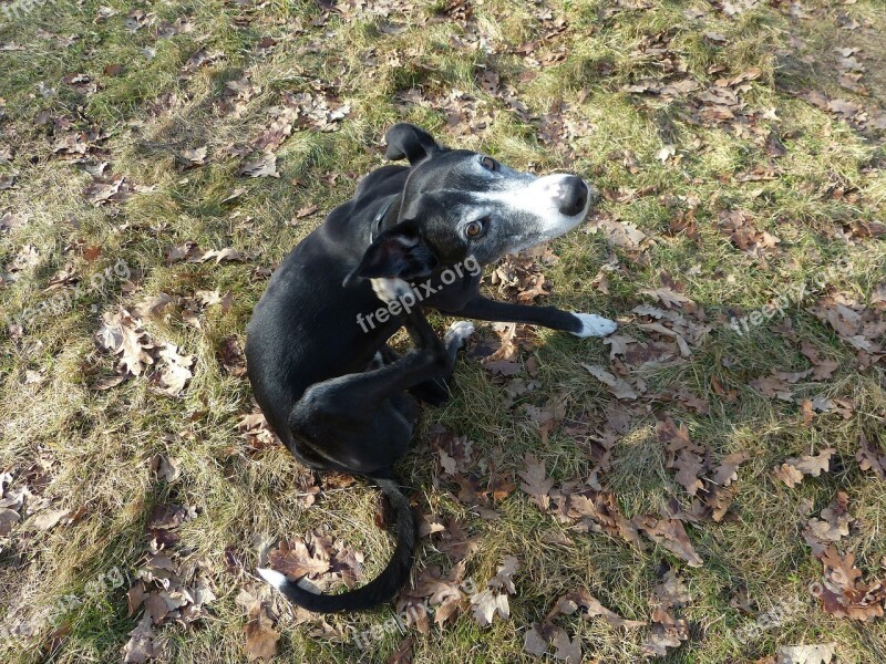 Dog Animal Black Galgo Espanol Spanish Greyhound