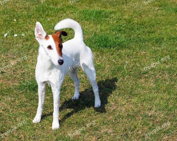 Fox Terrier Smooth Fox Terrier Terrier Dog Breed