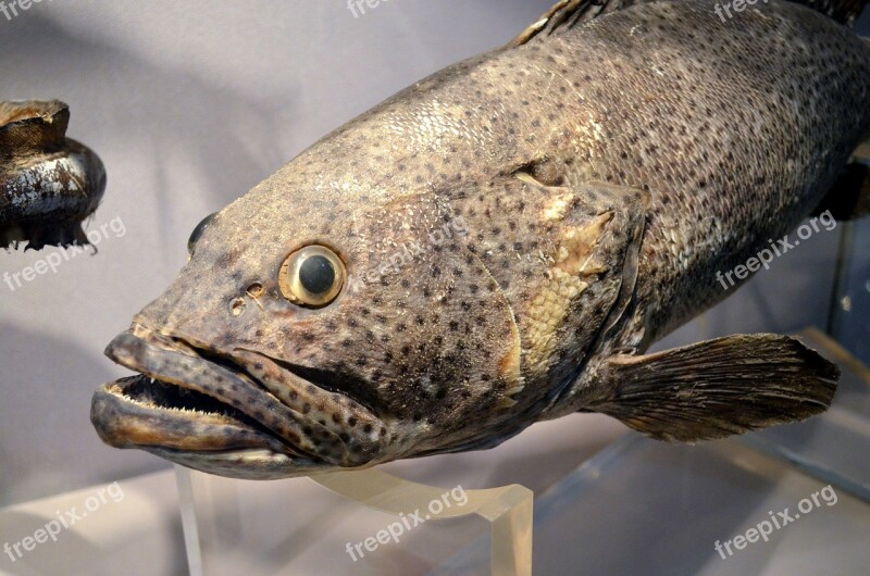 Fish Face Fish Face Animal Taxidermy