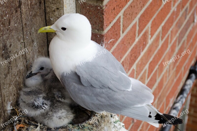 Seagull Chicks Birds Family Nest