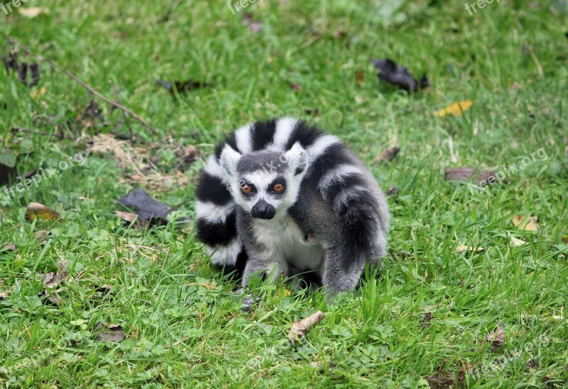 Ring-tailed Lemur Lemur Black White Animal