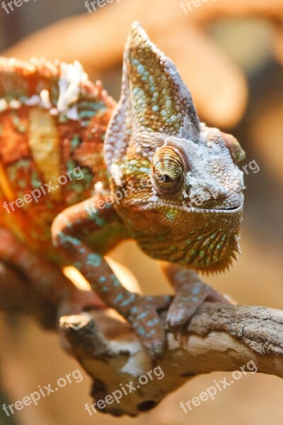 Animal Camouflage Chameleon Detail Dragon