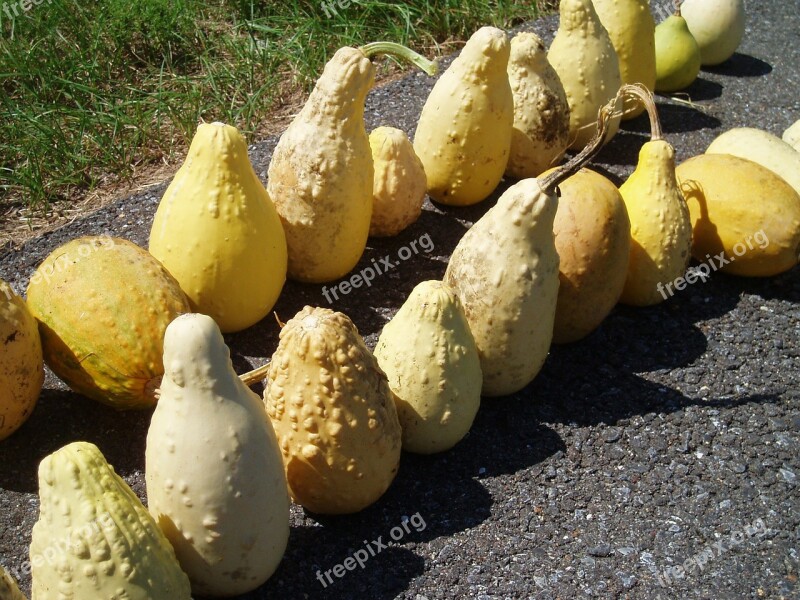 Yellow Ornamental Gourds Fall Halloween