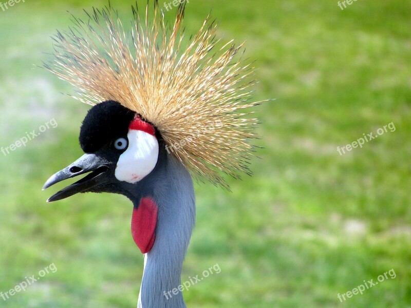 Bird Hair Weird Spiky Crane