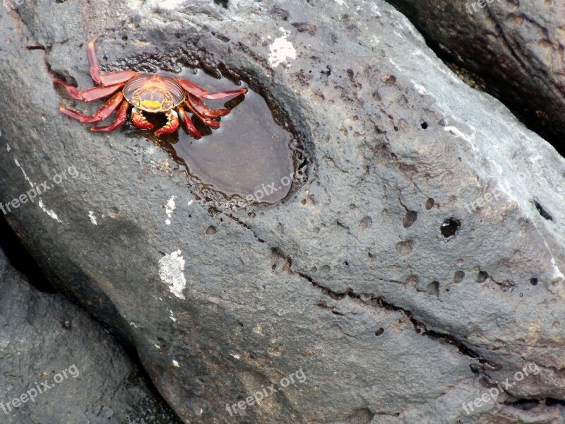 Sally Light Foot Crab Tide