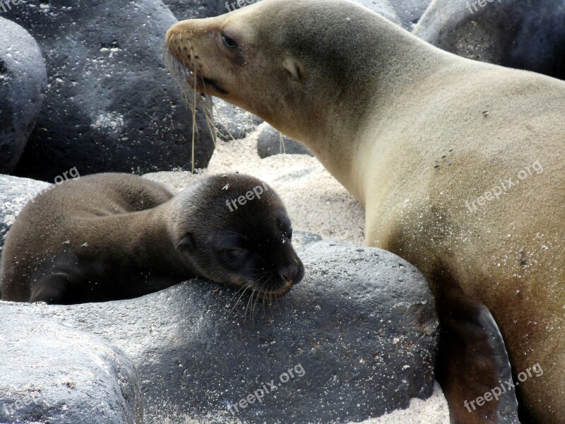 Pup Mother Sea Lion Baby