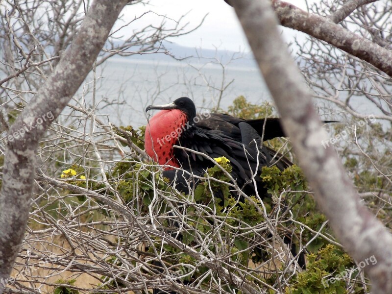 Frigate Bird Tropical Marine Island