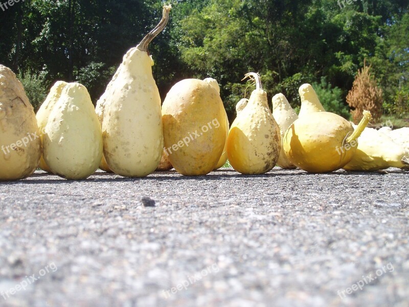 Yellow Ornamental Gourds Fall Halloween