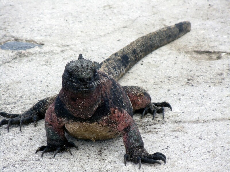 Salt Water Iguana Close Galápagos