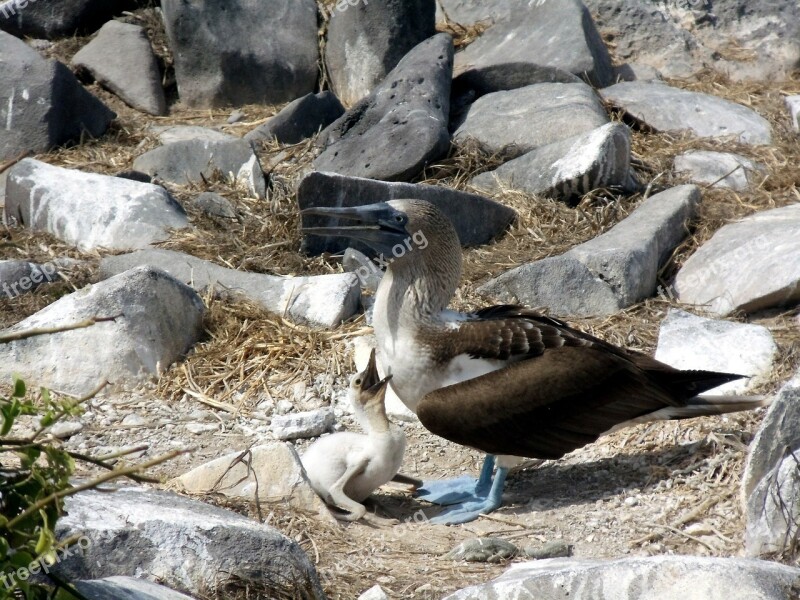 Blue Footed Boobie Bird Baby