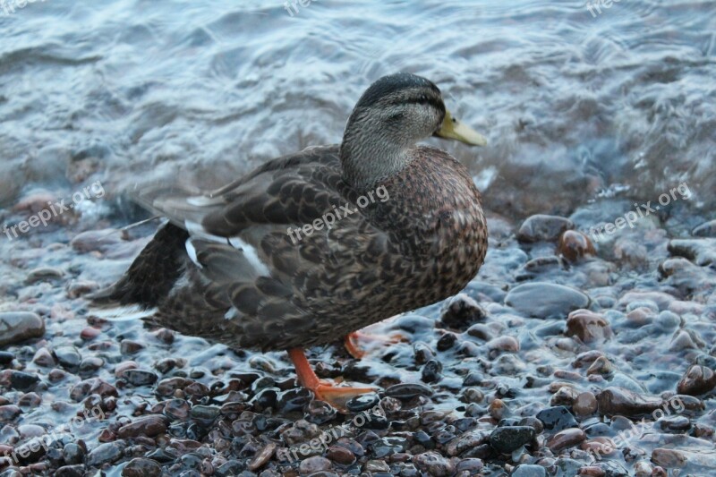 Mallard Animals Bird Free Photos