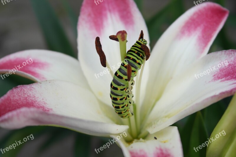 Swallowtail Caterpillar Lily Up Zbarvenost