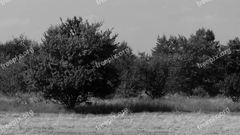 Tree Nature Forest Parks Landscape