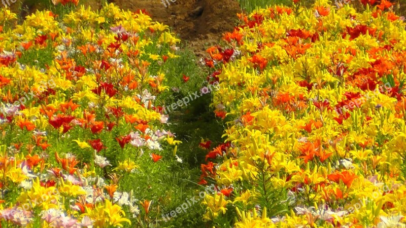 Colorful Colored Field Of Flowers Color Flora