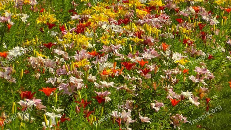 Summer Flowers Flowers Nature Yellow Orange