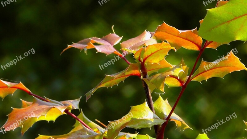 Leaf Garden Leaves Red Leaf Nature