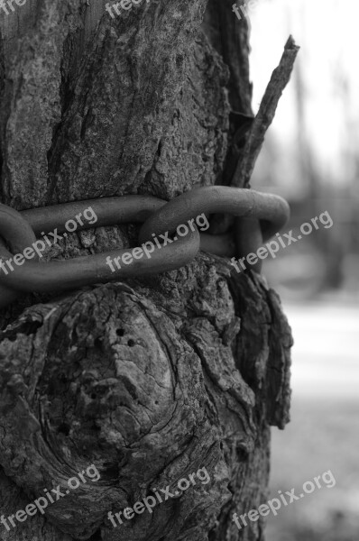 Nature String Tree Iron Black And White