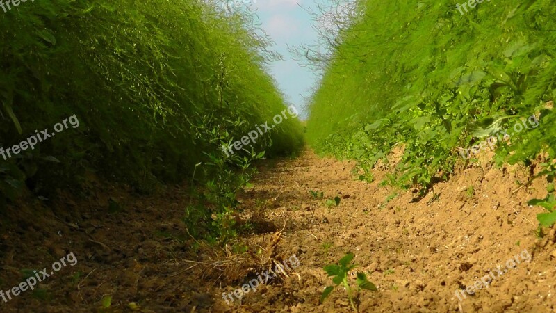 Field Nature Summer Fields Away