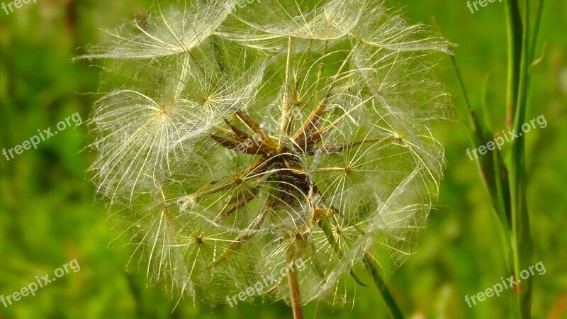 Dandelion Garden Summer Meadow Nature